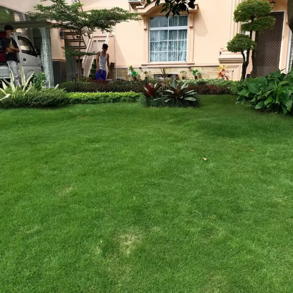 Pasang rumput taman, perawatan taman, pembuatan taman jasa pasanh tama