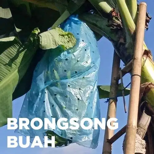 Brongsong Pisang, Awet Kualitas Bukan Kaleng-kaleng!