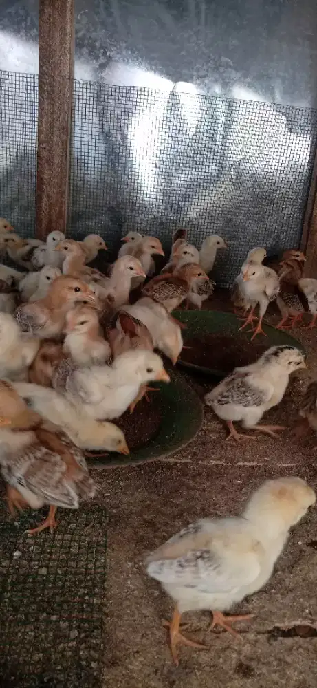 Dijual anak ayam kampung usia 3 Minggu