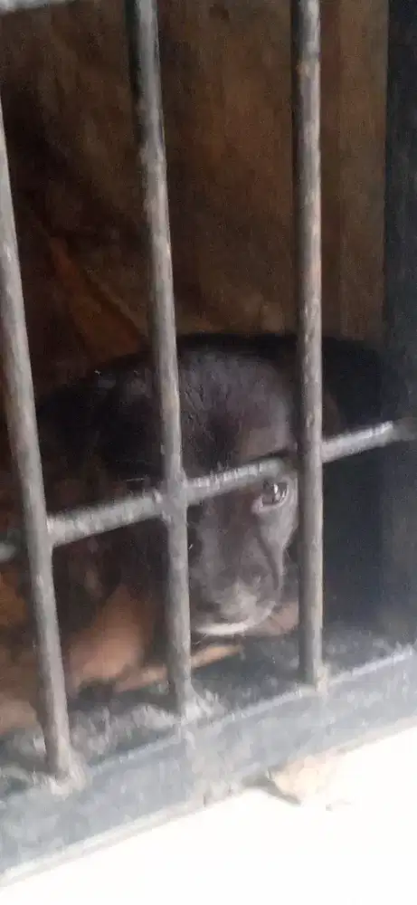 Anak anjing mix Doberman Jantan dan betina.