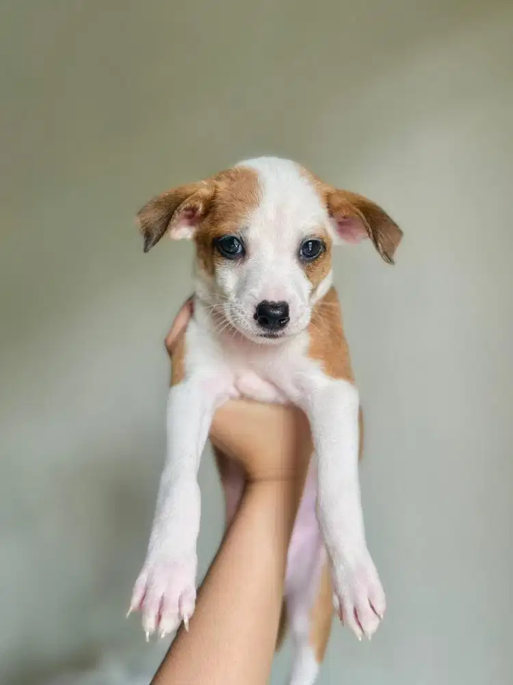 Jual jack best sale russell terrier