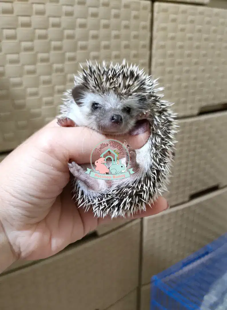 Landak mini, lamin hedgehog landak susu