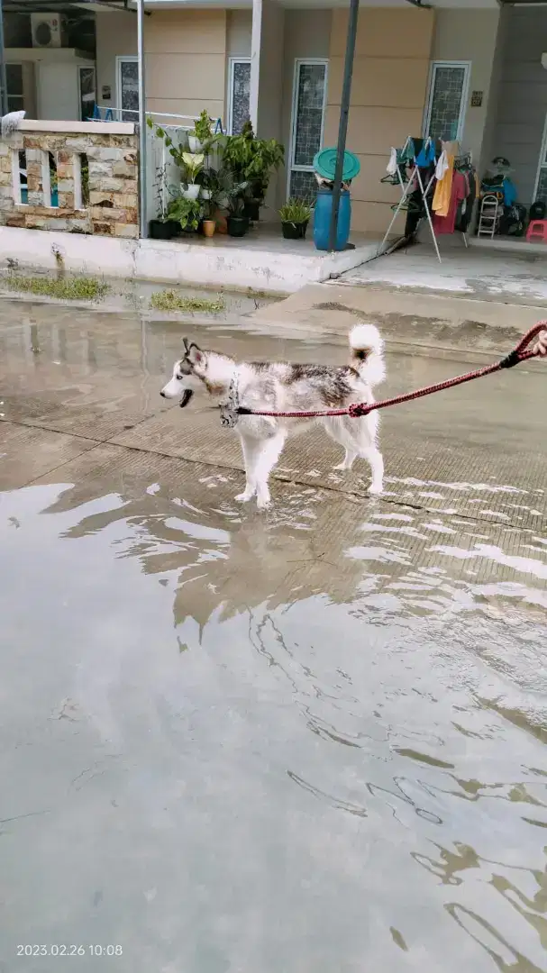 Anjing Siberian Husky Stambum beserta Kandang Besar Aluminium