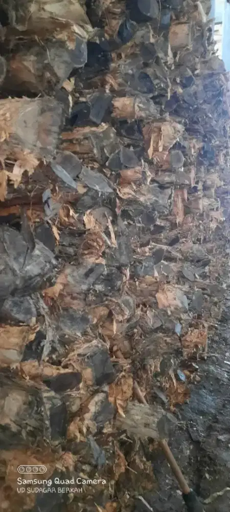 Sale dolken gelam sumatera