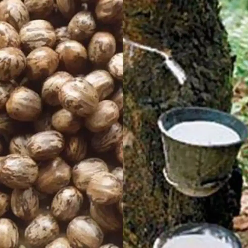 Benih Biji Karet Unggul