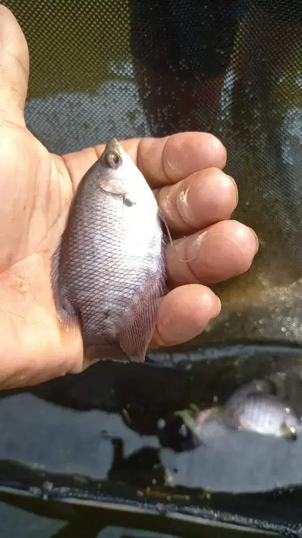 bibit ikan gurame