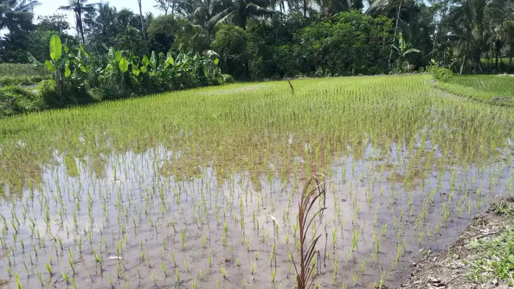 Dijual Tanah Sawah