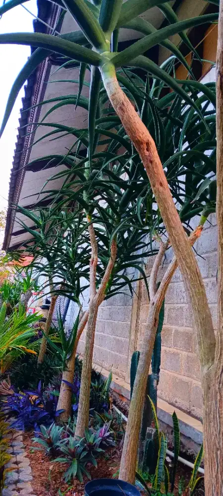 Jual tanaman hias - Cianjur