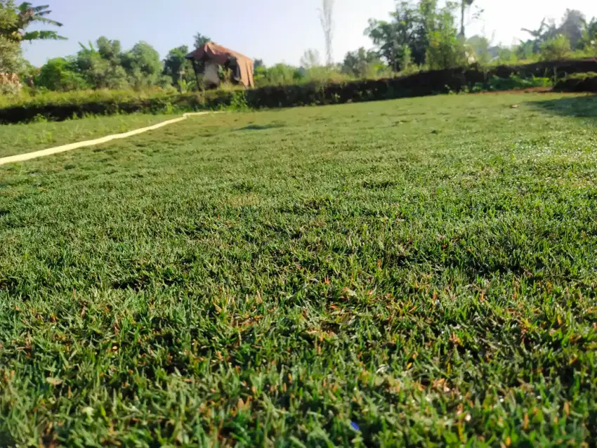 Jual rumput golf green rumput hidup