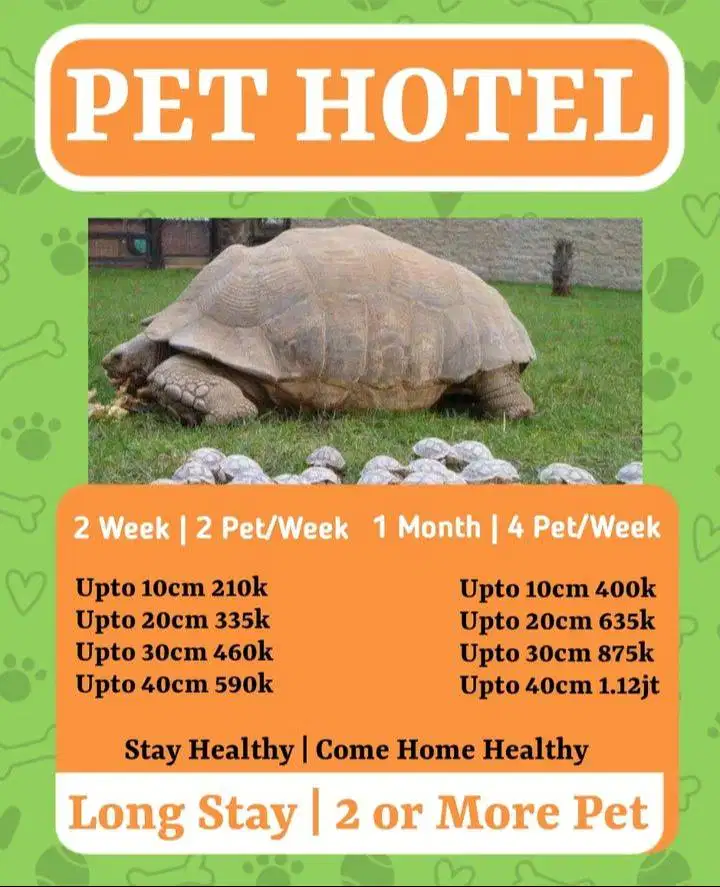 petclinic surabaya timur