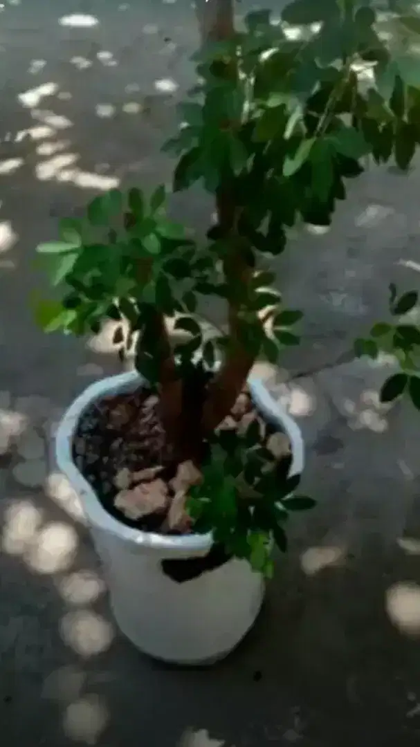 Bonsai asam Belanda taman