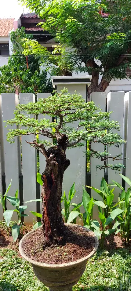 Bonsai Arabica Tua