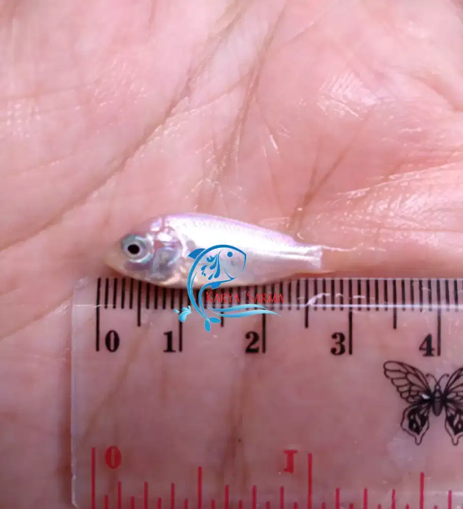 Bibit Ikan Nila Merah ± 3 - 4 cm / Benih Nila Merah ± 3 - 4 cm