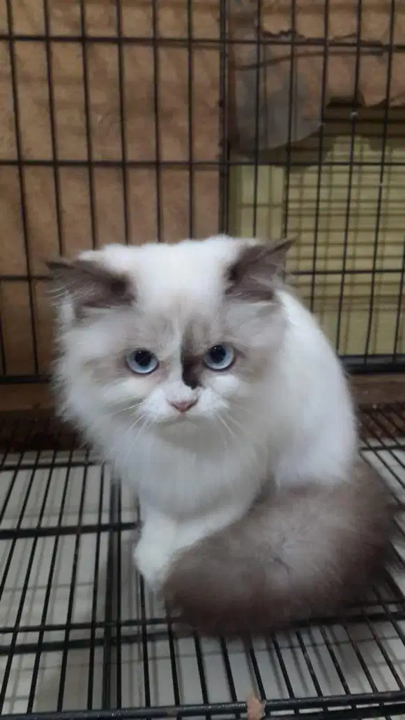 Penitipan anjing dan kucing