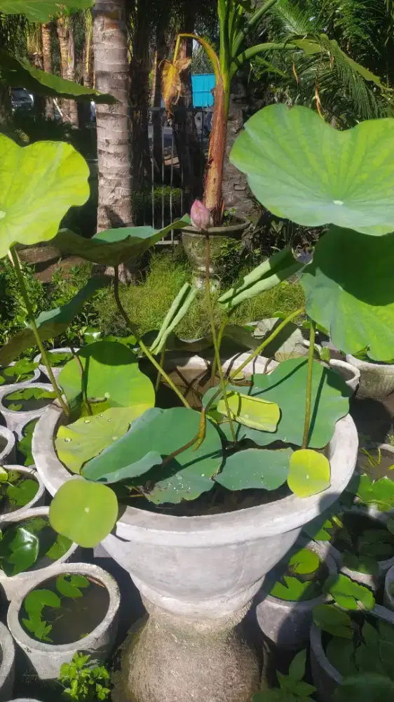 Lotus,tanaman air,tanaman lotus air,jual tanaman air,lotus bunga