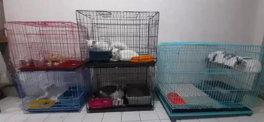 Penitipan kucing