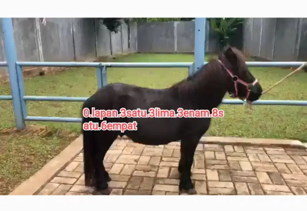 Kuda poni kerdil limited edition istimewa Sultan sertifikasi resmi