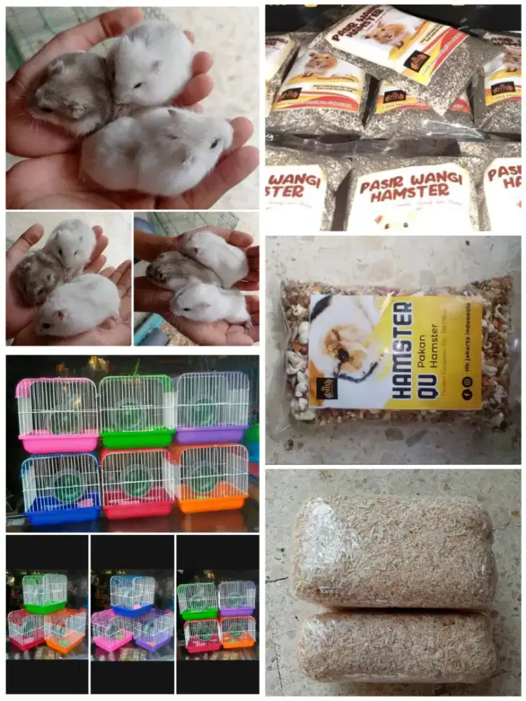 Hamster winter best sale white harga