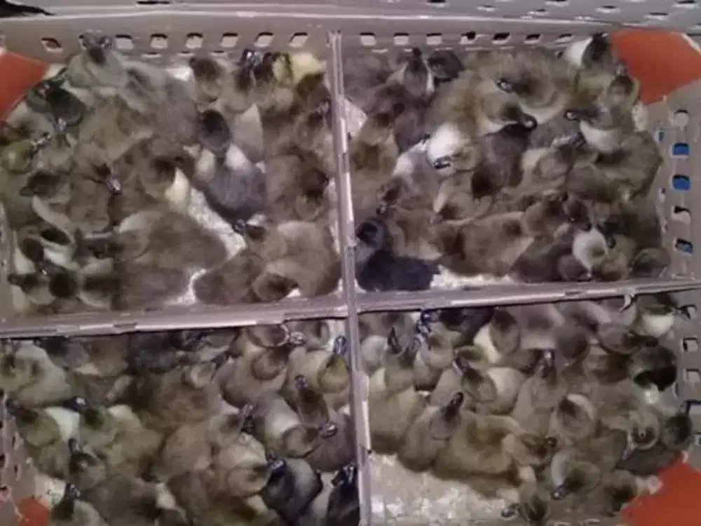 Dijual DOD BEBEK JANTAN