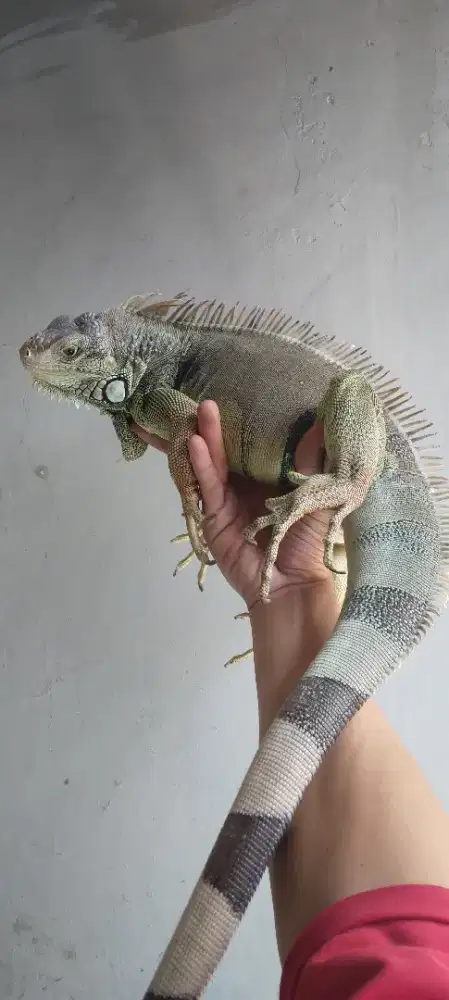 Harga Hewan Peliharaan Iguana