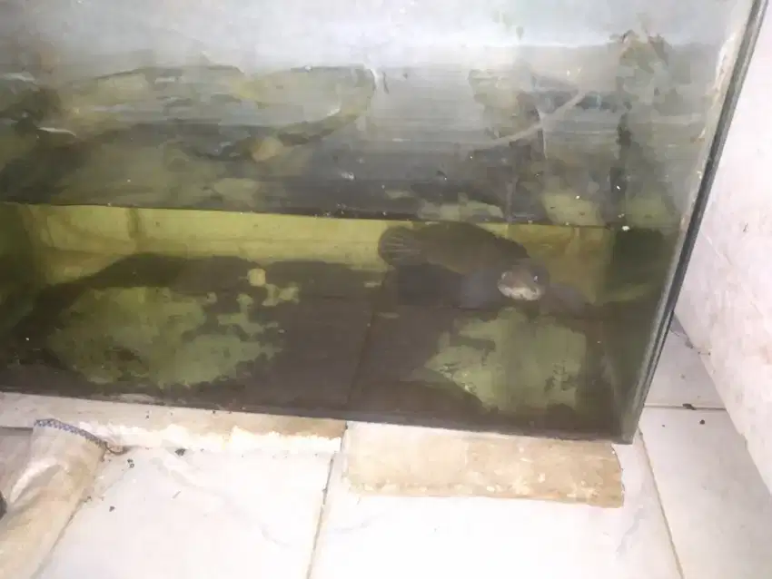 Asiatica rs ya size 28 mantep bngt buat indukan ambil aja sekalian