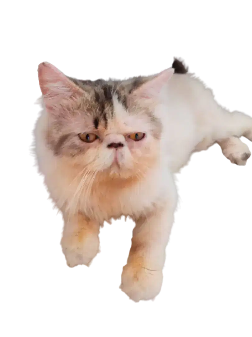 Jasa pacak kucing peaknose