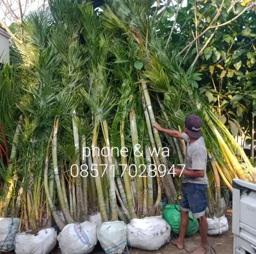 Palem kuning besar ukuran 4 meter