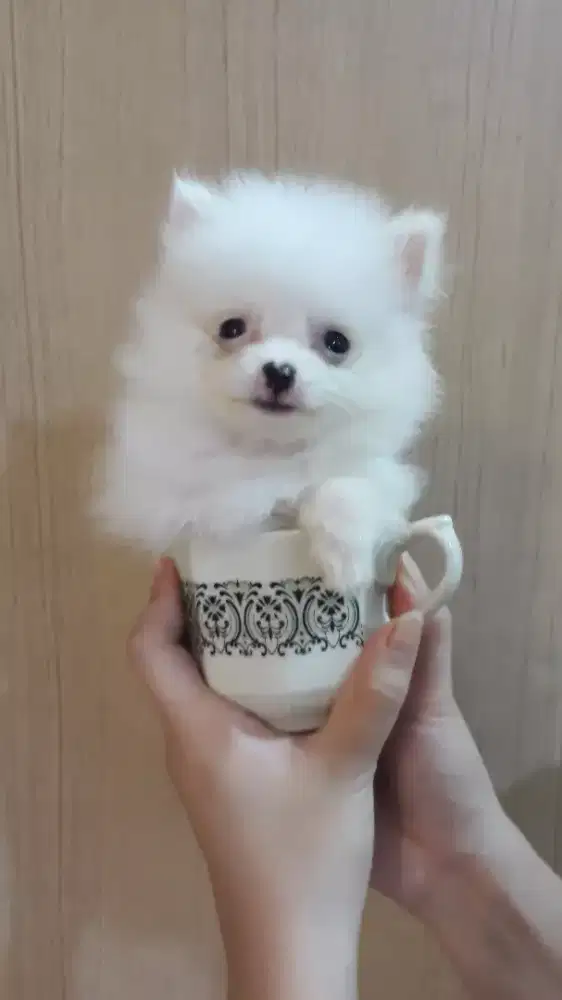 Anak Anjing Ras Beranekaragam Cakep Murah