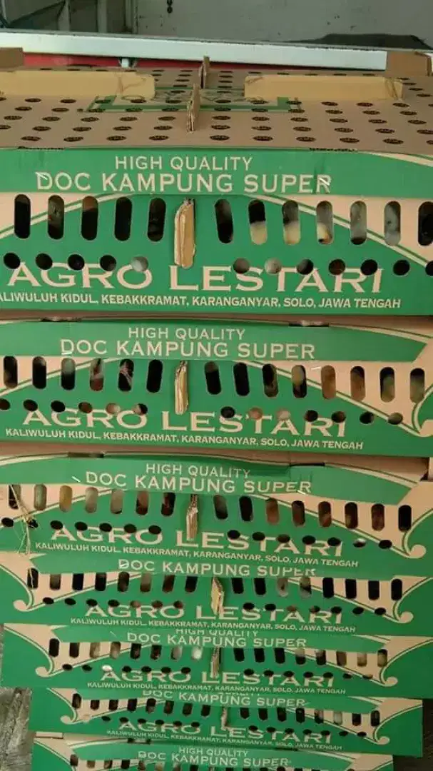 DOC ayam kampung super/joper merk Agro lestari