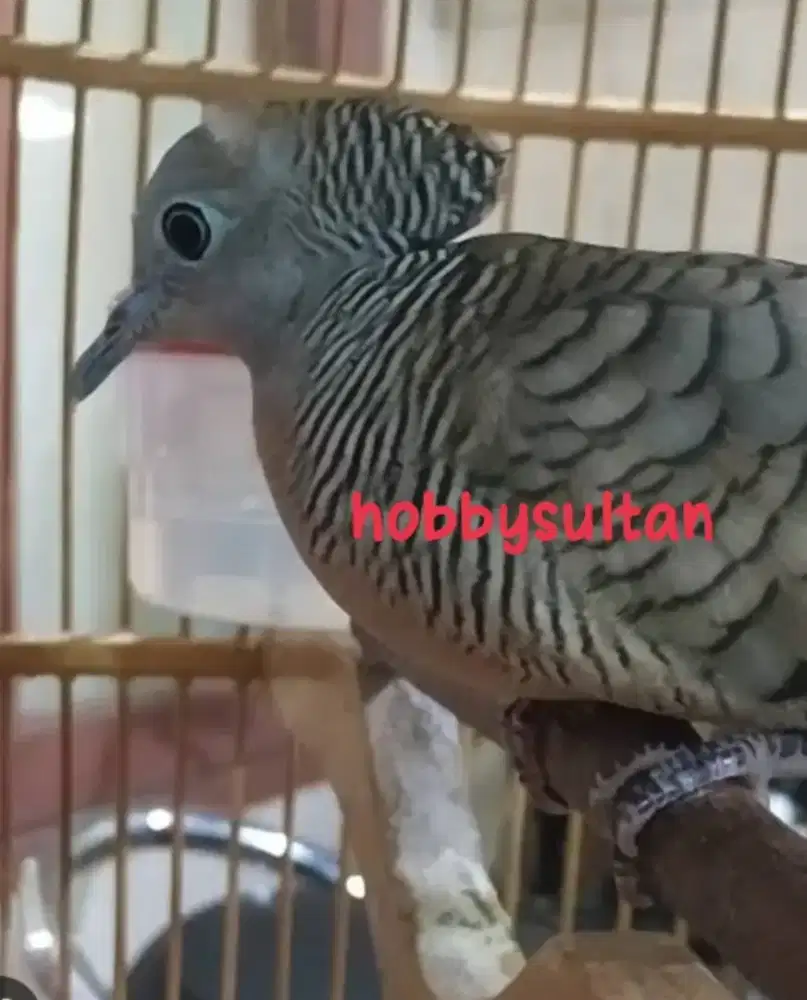 Burung perkutut konde asli alam langka sekali berpertuah