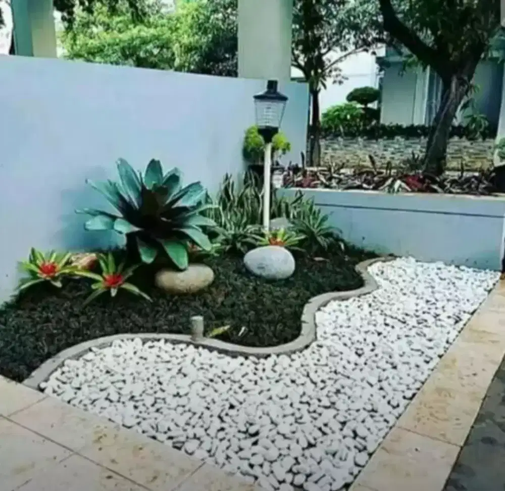 Jual pohon beromelia jayen bikin taman