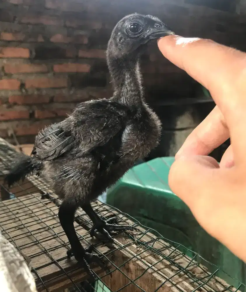 Ayam cemani 2bulan