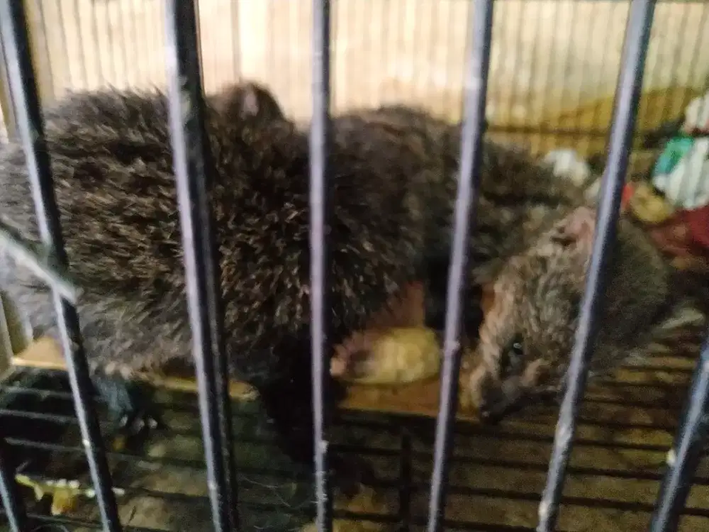 Musang anakan usia 2bln