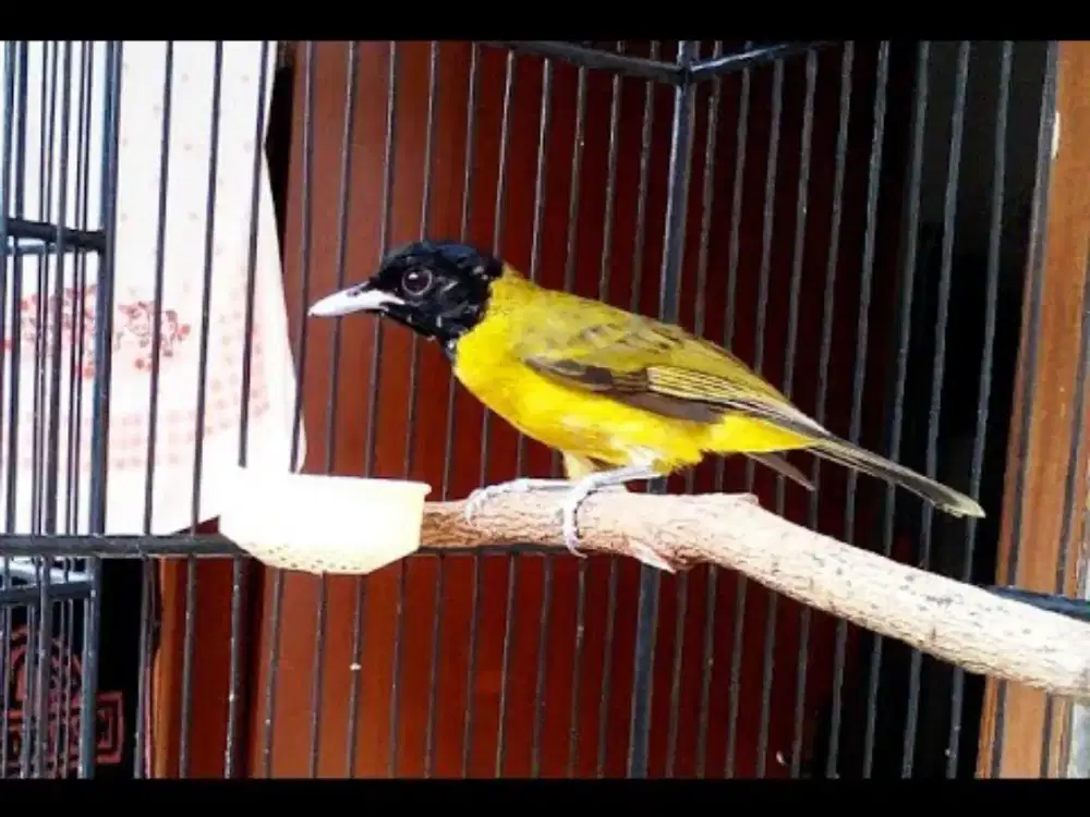 Burung samyong suara merdu istimewa