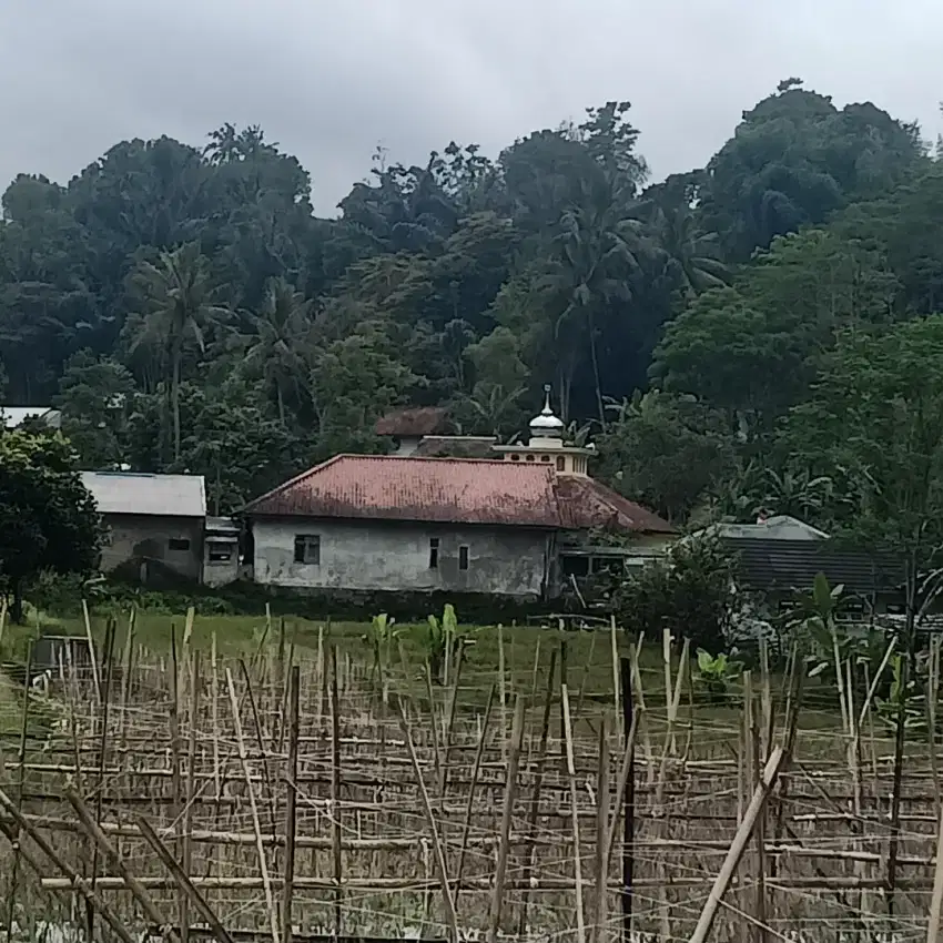 Sawah subur udara sejuk mdpl 750