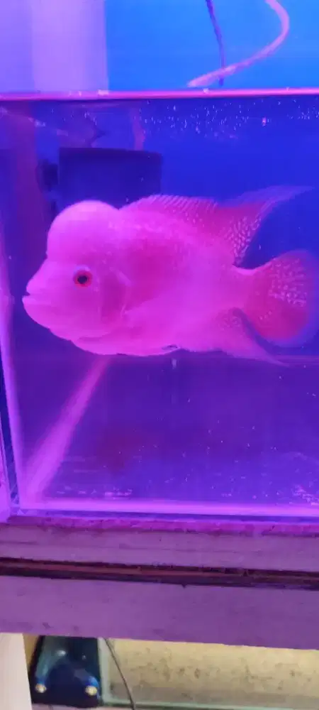 Ikan louhan golden base