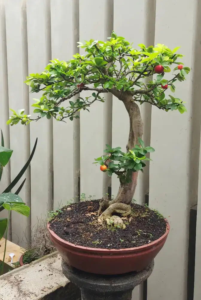 Bonsai Sianci (Barbados Ceri)