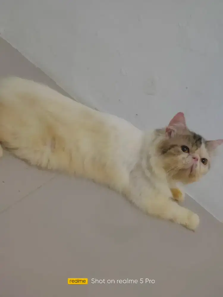 Kucing peaknose exo jasa pacak