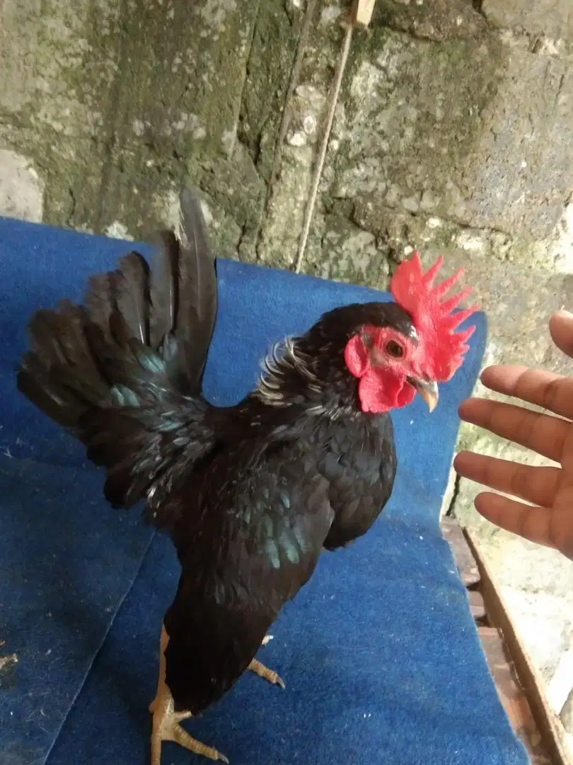 Ayam Hias Serama