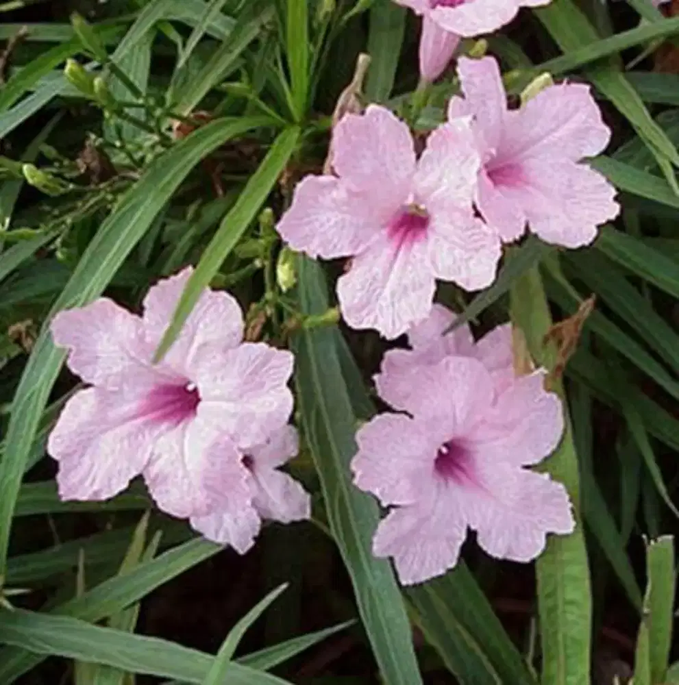 Tanaman bunga rowelia