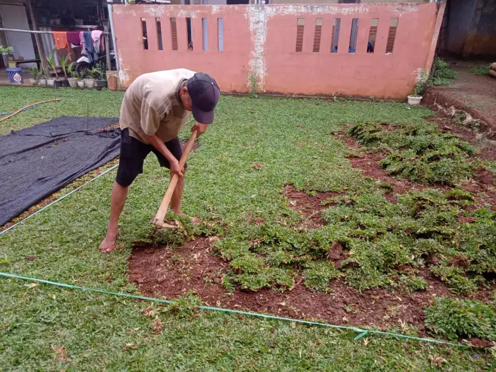 Petani rumput gajah mini