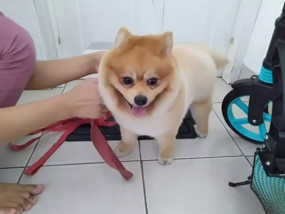 Termurah jasa grooming anjing kucing panggilan cukur bulu mandi rumah