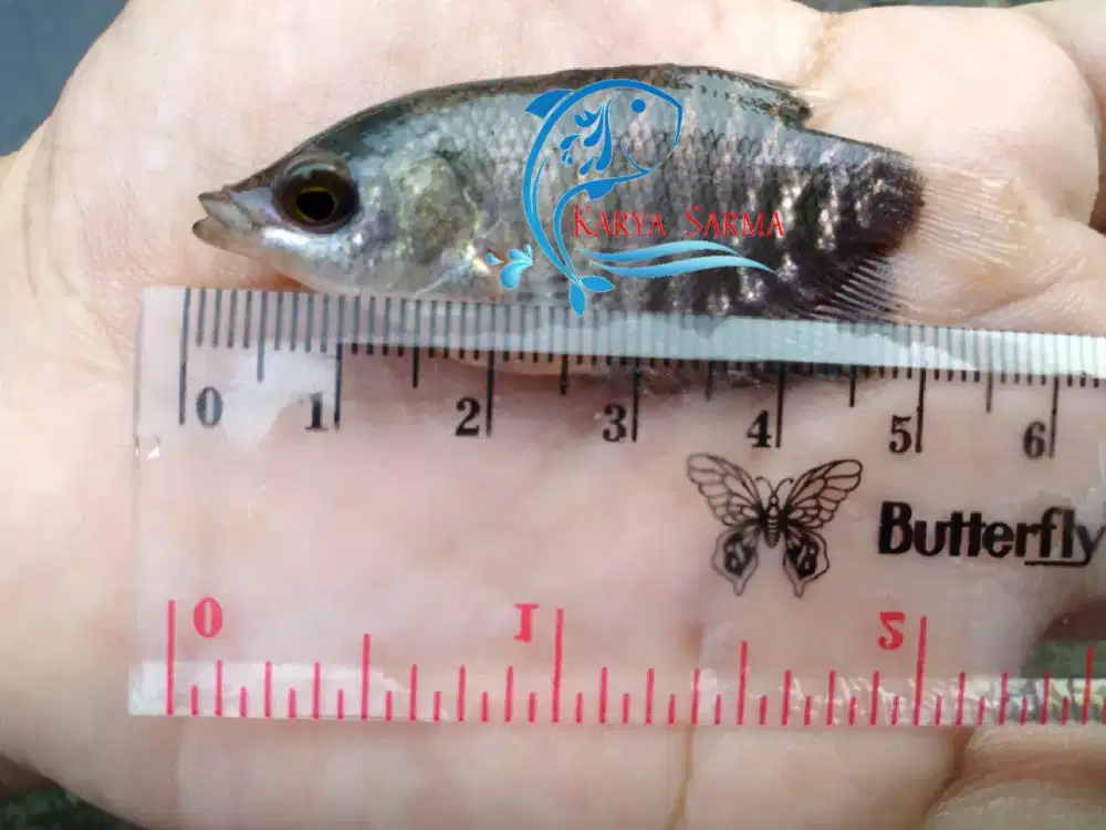 Bibit Ikan Gurami Hitam ± 2,5 inchi / Benih Gurami Hitam ± 2,5 inci