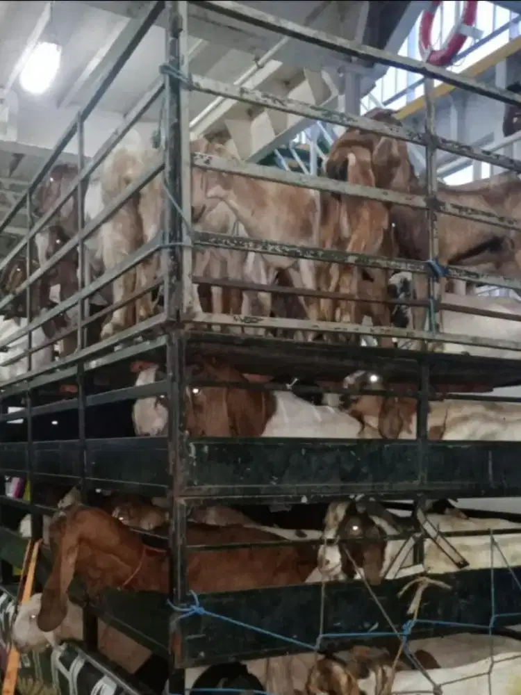 (Kambing Hidup Murah)