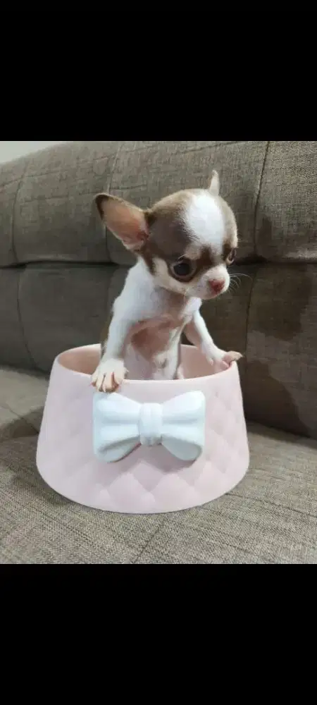 Puppies Chihuahua imut Murah
