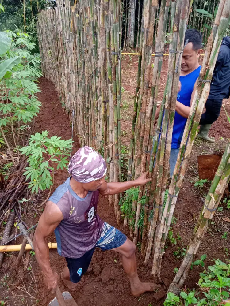 Pohon bambu jepang buat pagar
