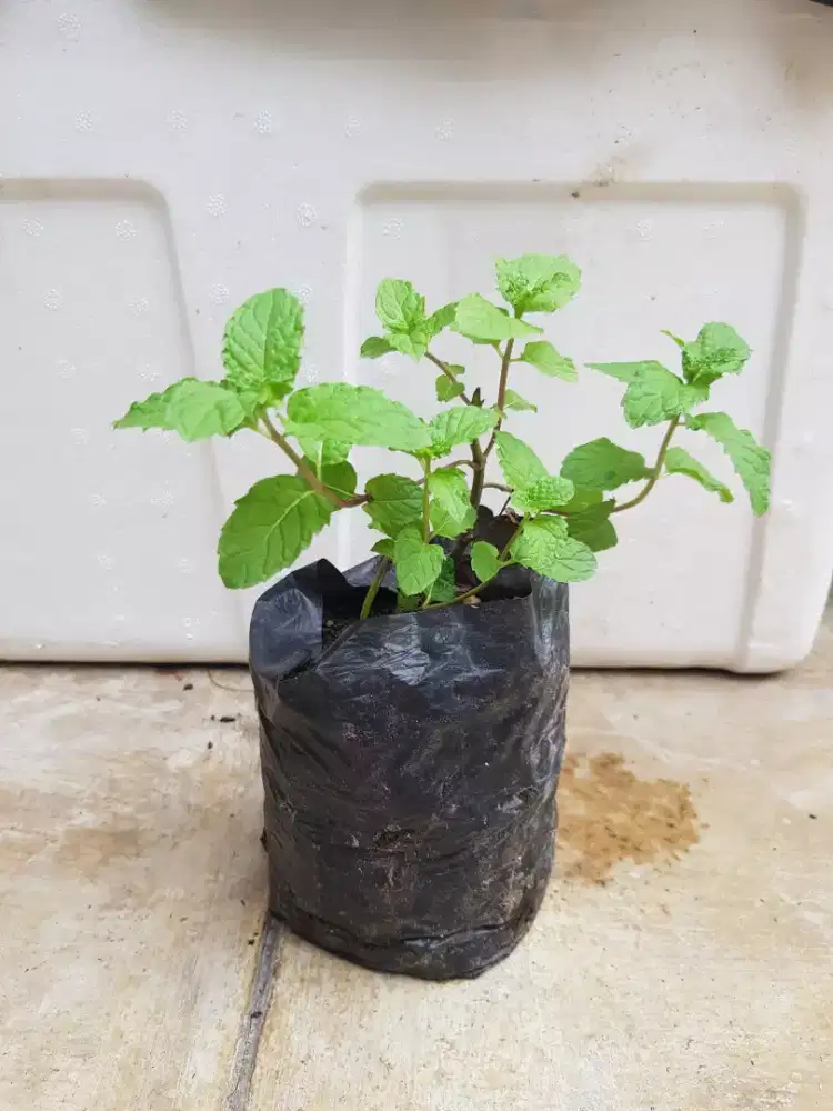 Bibit daun mint siap tanam