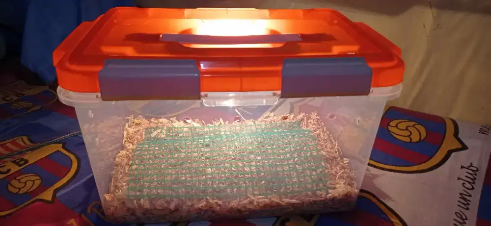 Box terarium Lolohan Burung countener