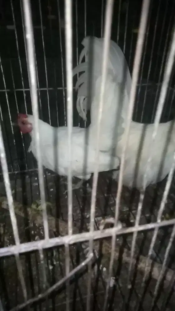 ayam kate sepasang
