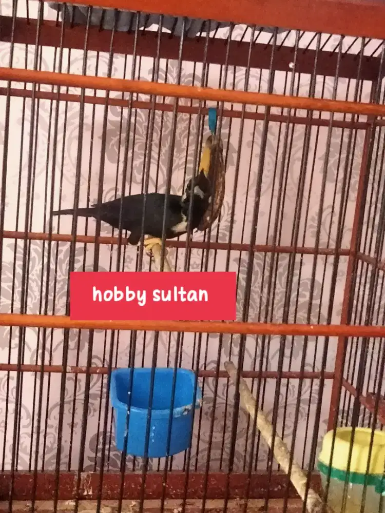 Burung Raja perling sudah rawatan lama bunyi mewah Anti badai